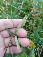 Vicia biennis