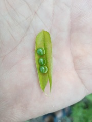Vicia biennis