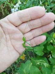 Vicia biennis