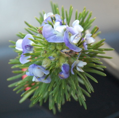 Psoralea ivumba