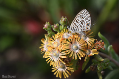 Delosperma testaceum