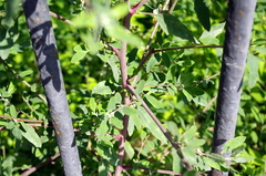 Chenopodium betaceum