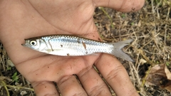 Rasbora argyrotaenia