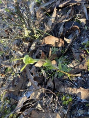 Pterostylis setulosa