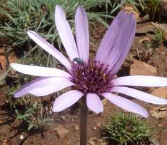 Dimorphotheca spectabilis