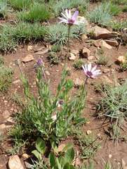 Dimorphotheca spectabilis