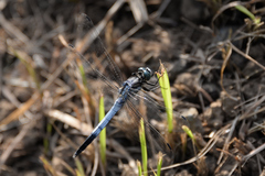 Orthetrum albistylum