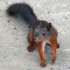 Sciurus vulgaris fusconigricans