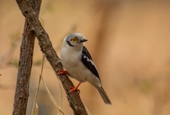 Prionops plumatus poliocephalus