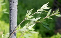 Chenopodium betaceum