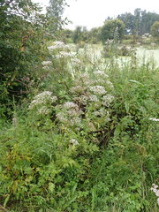 Valeriana transjenisensis