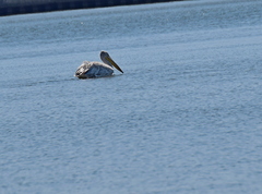 Pelecanus crispus
