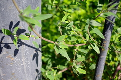Chenopodium betaceum