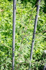 Chenopodium betaceum