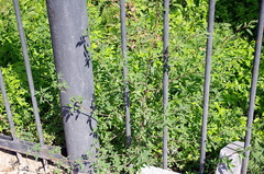 Chenopodium betaceum