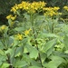 Wood Ragwort - Photo (c) Florian Adelsberger, some rights reserved (CC BY-NC), uploaded by Florian Adelsberger