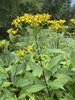 Wood Ragwort - Photo (c) Florian Adelsberger, some rights reserved (CC BY-NC), uploaded by Florian Adelsberger