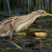 Stripe-backed Bittern - Photo (c) https://www.flickr.com/photos/viviremco, some rights reserved (CC BY)