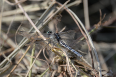 Orthetrum albistylum