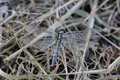 Orthetrum albistylum