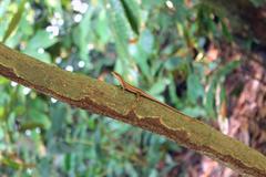 Trachylepis adamastor