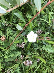 Parnassia palustris