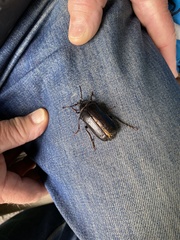 Prionus coriarius