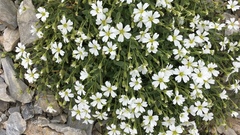Cerastium latifolium