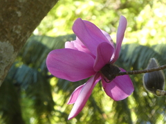 Magnolia campbellii