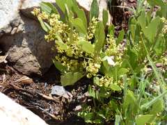 Searsia magalismontana magalismontana