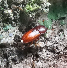 Cerylonidae