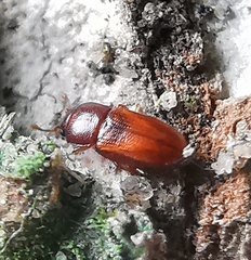 Cerylonidae