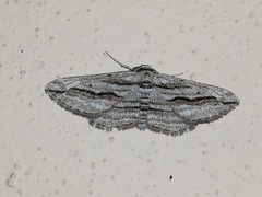 Ecleora solieraria