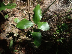 Olearia furfuracea