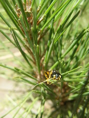 Acantholyda hieroglyphica