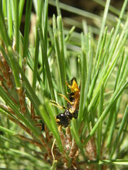 Acantholyda hieroglyphica