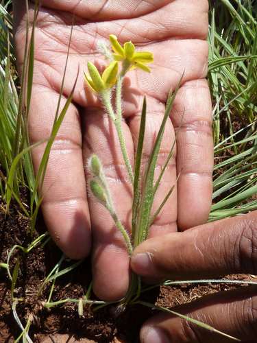 Grass star-flower (Hypoxis filiformis)