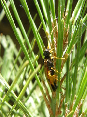 Acantholyda hieroglyphica