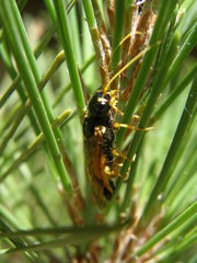 Acantholyda hieroglyphica