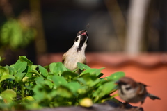 Passer montanus malaccensis
