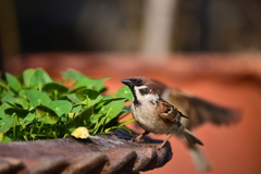 Passer montanus malaccensis