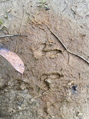 Thylogale billardierii