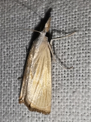 Xanthocrambus delicatellus