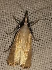 Xanthocrambus delicatellus