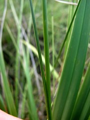 Gladiolus permeabilis edulis