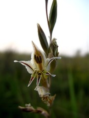 Gladiolus permeabilis edulis