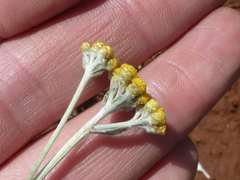 Helichrysum aureonitens