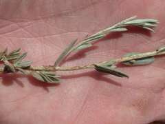 Helichrysum aureonitens