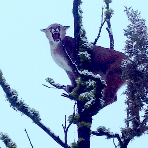 North American Mountain Lion photographed in Montana