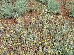 Helichrysum aureonitens